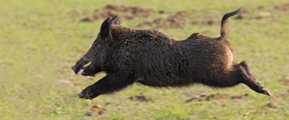 Lon rung duoi nguoi tren pho hinh anh