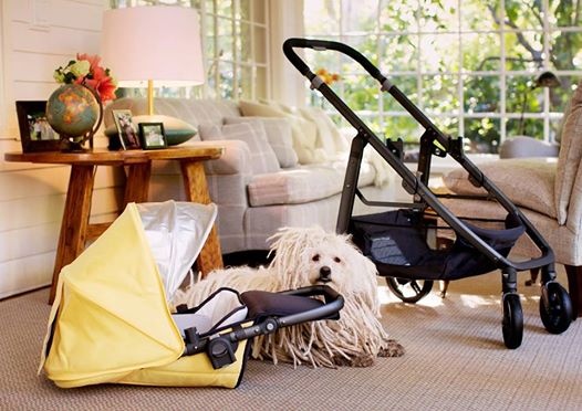 Mark Zuckerberg nghi hai thang de o ben con gai hinh anh