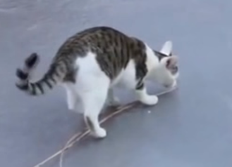 Dong vat long ngong tren bang hinh anh