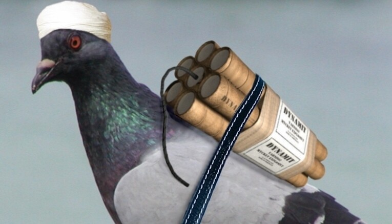 IS co the dung 'chim cam tu' de tieu diet may bay hinh anh