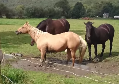 Nhung pha hai huoc cua ngua hinh anh