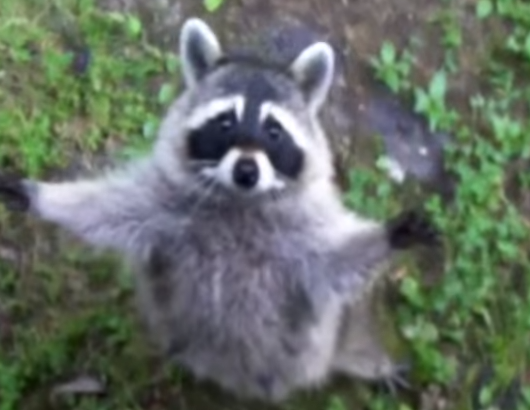 Nhung pha hai huoc cua gau truc My hinh anh