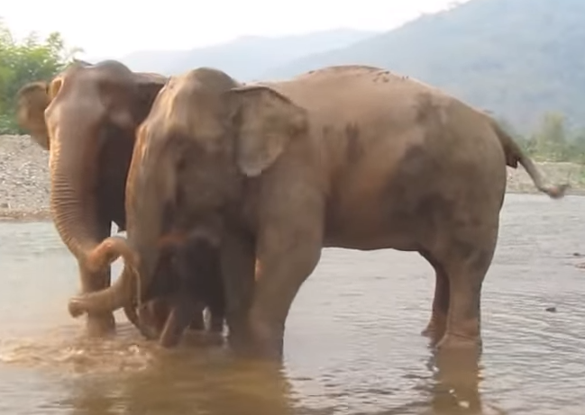 Khi voi con tam hinh anh