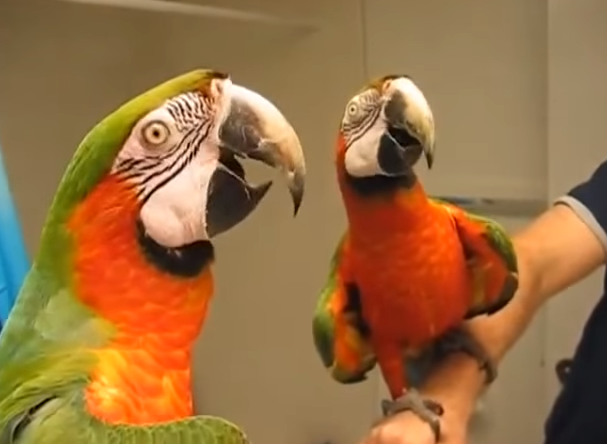 Vet sung sot khi soi guong hinh anh