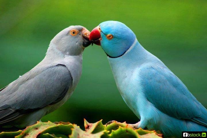 Dan nhac giao huong cua nhung con chim hinh anh