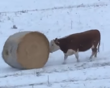 Tro tieu khien cua bo hinh anh