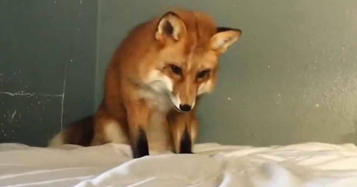 Phan ung cua cao khi ngoi tren giuong hinh anh