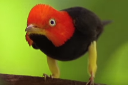 Dieu nhay ky quai cua chim hinh anh