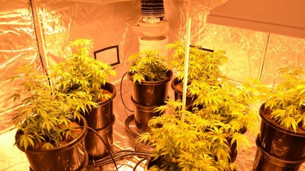 Nguoi Viet o Australia bi bat vi trong can sa hinh anh