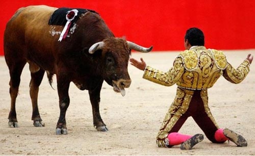 Su tra thu cua dau si bo tot hinh anh