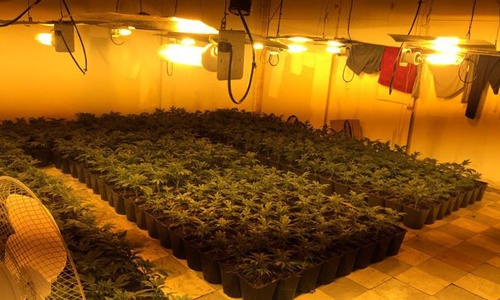 Anh bat 3 nguoi Viet tai co so trong can sa hon 2 trieu USD hinh anh