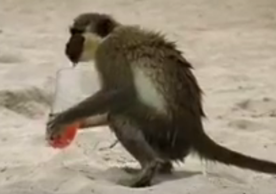 Khi uong trom nuoc giai khat cua du khach hinh anh