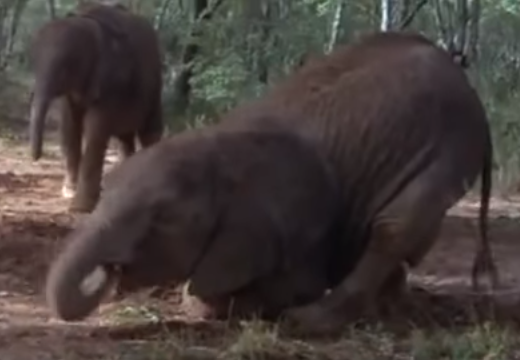 Dong vat loang choang vi say trai cay hinh anh