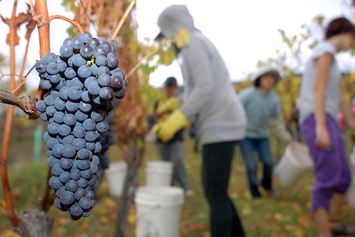 200 nguoi Viet co the den Uc du lich va lam viec tu 1/7 hinh anh