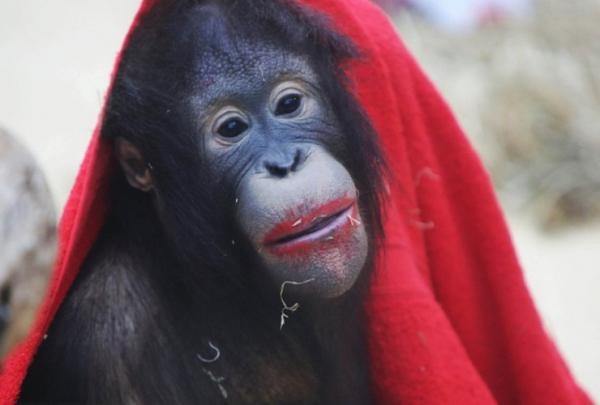 Mat khi dot giong mat ngai hinh anh