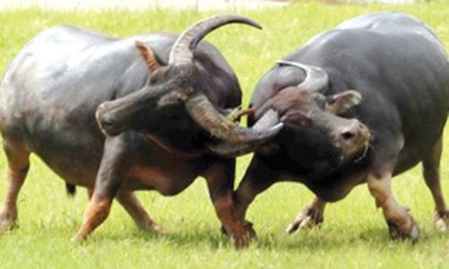 Troi mua, trau khong dau hinh anh