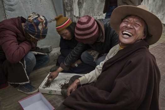 đồng trùng hạ thảo trên cao nguyên Tây Tạng ảnh 10 dong trung ha thao tren cao nguyen Tay Tang anh 10