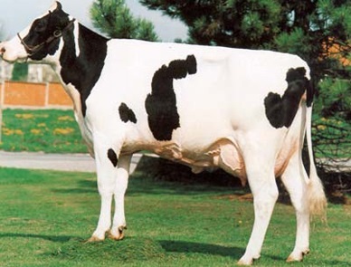 Cach khoe giau sang hinh anh