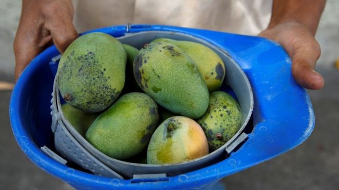 Mua xoai cuu doi o Venezuela hinh anh