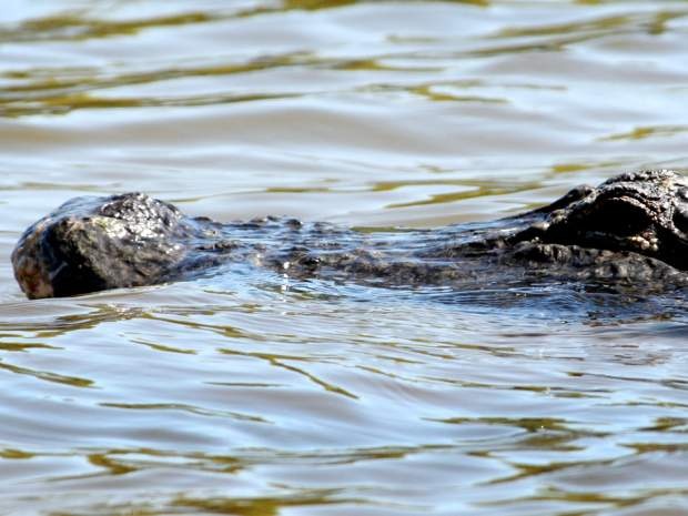 Be trai 2 tuoi bi ca sau loi xuong ho o My hinh anh