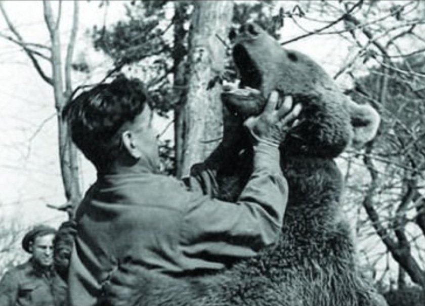 gấu lính Wojtek ảnh 7 gau linh Wojtek anh 7