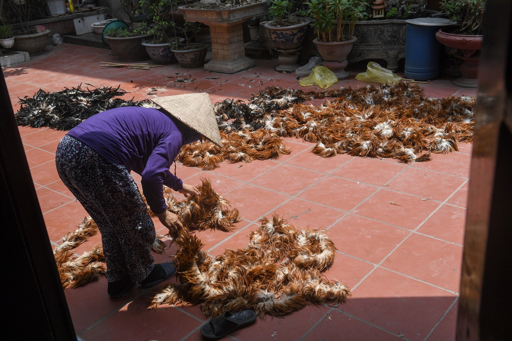 Choi long ga len bao Phap anh 2