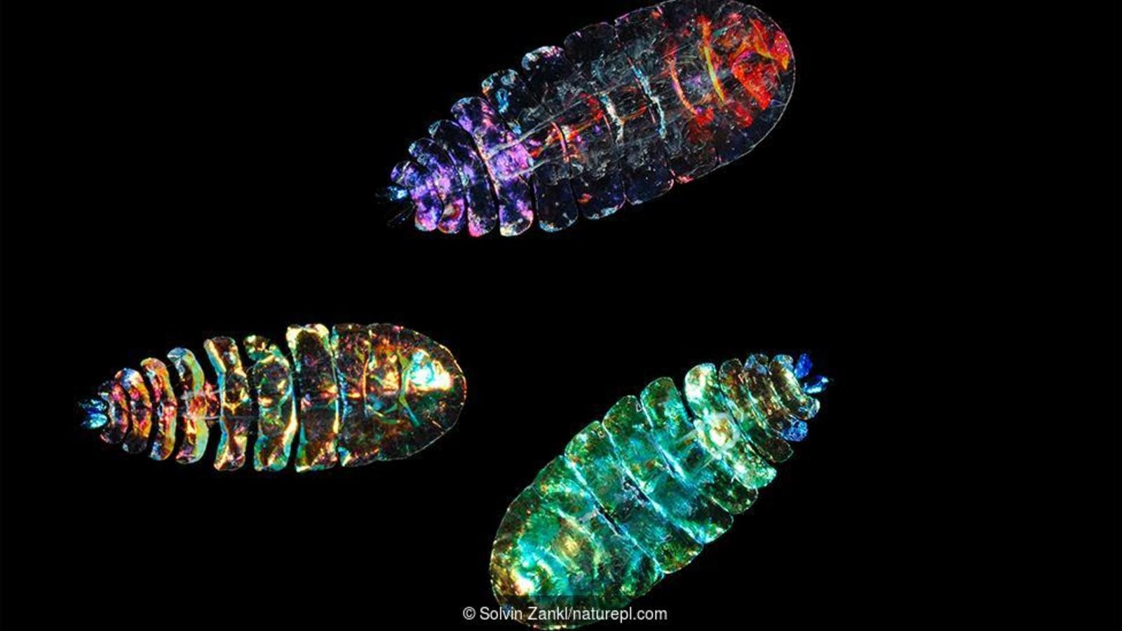 Nhung sinh vat gan nhu vo hinh hinh anh