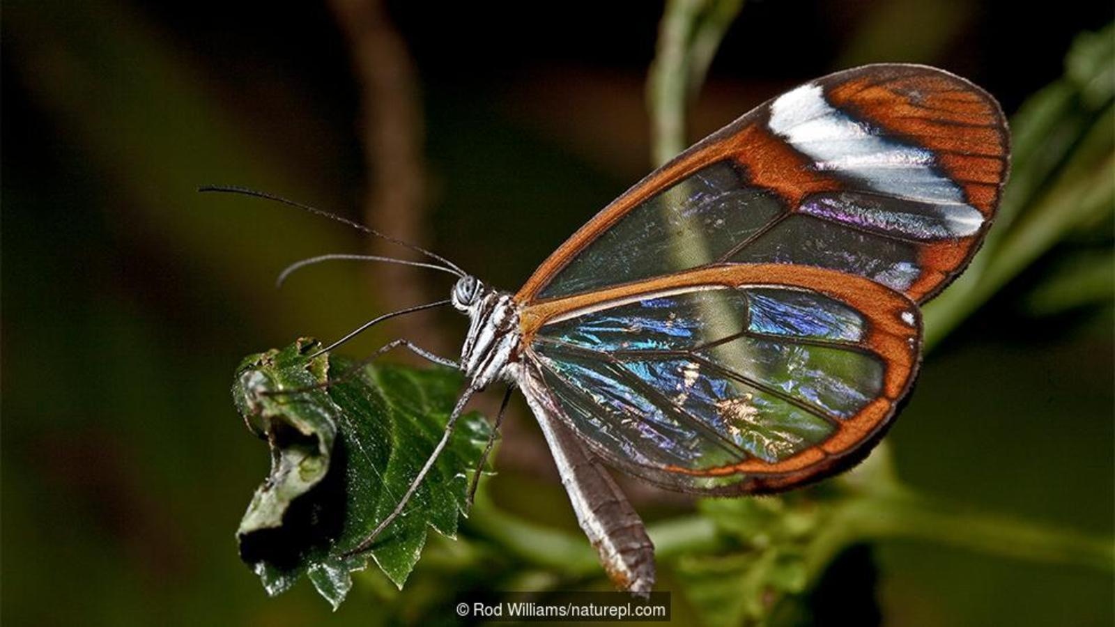 Sinh vat vo hinh anh 7