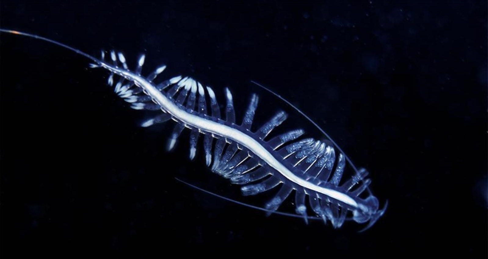 Sinh vat vo hinh anh 3