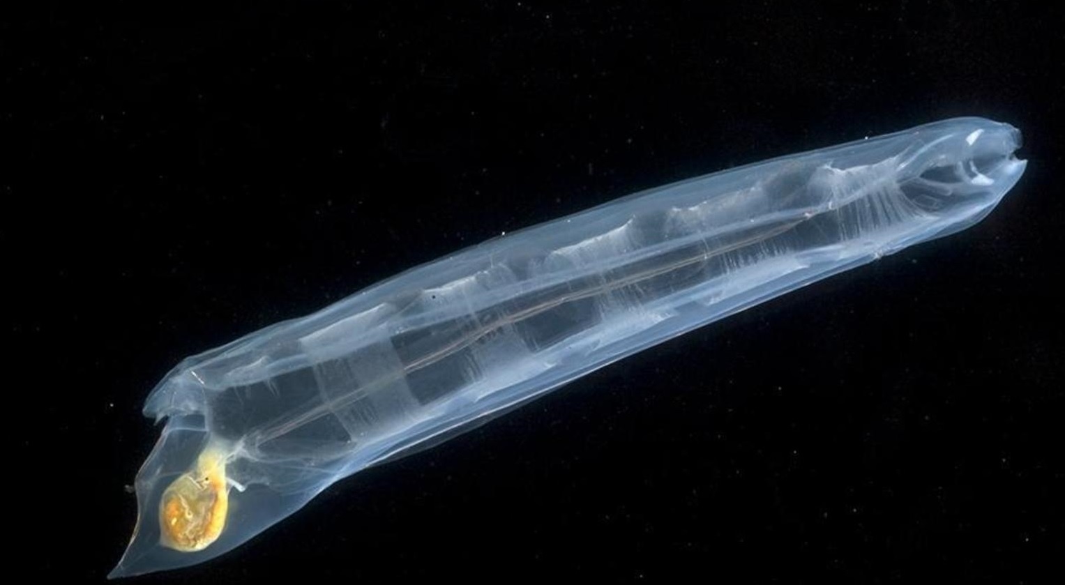 Sinh vat vo hinh anh 4