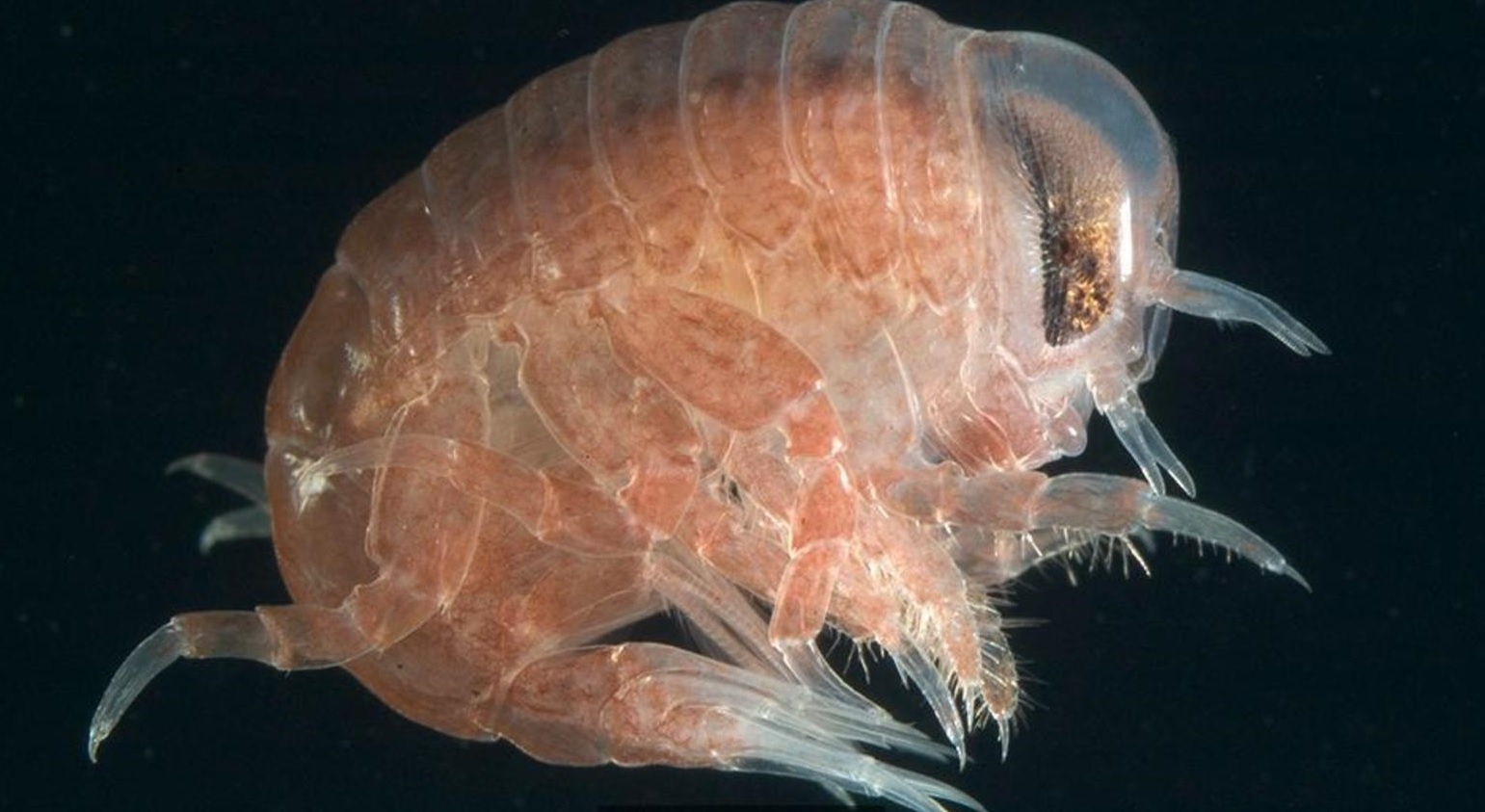 Sinh vat vo hinh anh 5