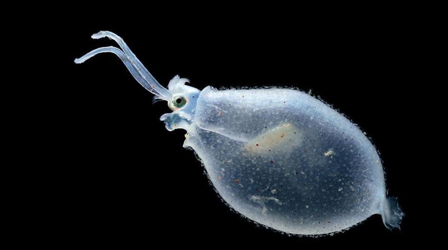 Sinh vat vo hinh anh 2