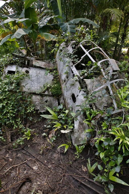 Chien dau co Nhat ban cat canh sau giac ngu 80 nam trong rung ram anh 2