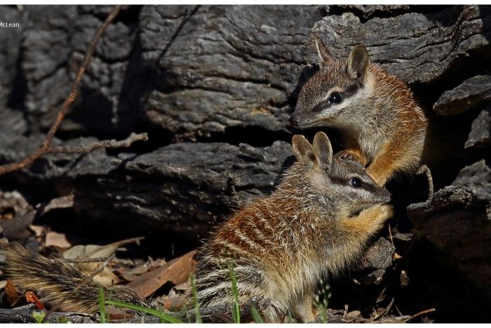 Australia,  meo hoang,  chim,  tuyet chung,  chuot anh 5