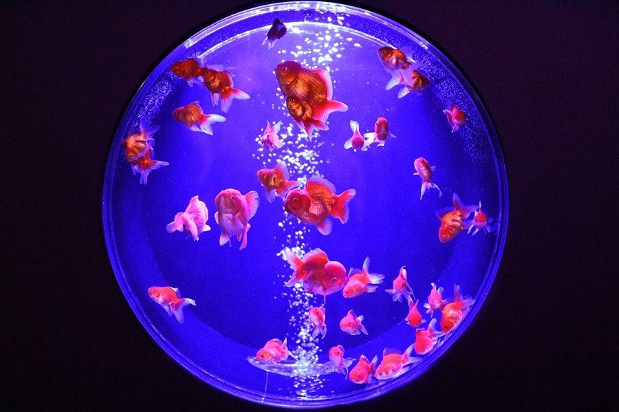 top anh an tuong tuan anh 10