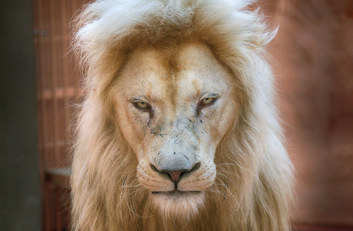 anh an tuong tuan anh 12