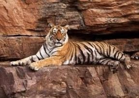 'Nu hoang ho' qua doi khien dan An Do tiec thuong hinh anh