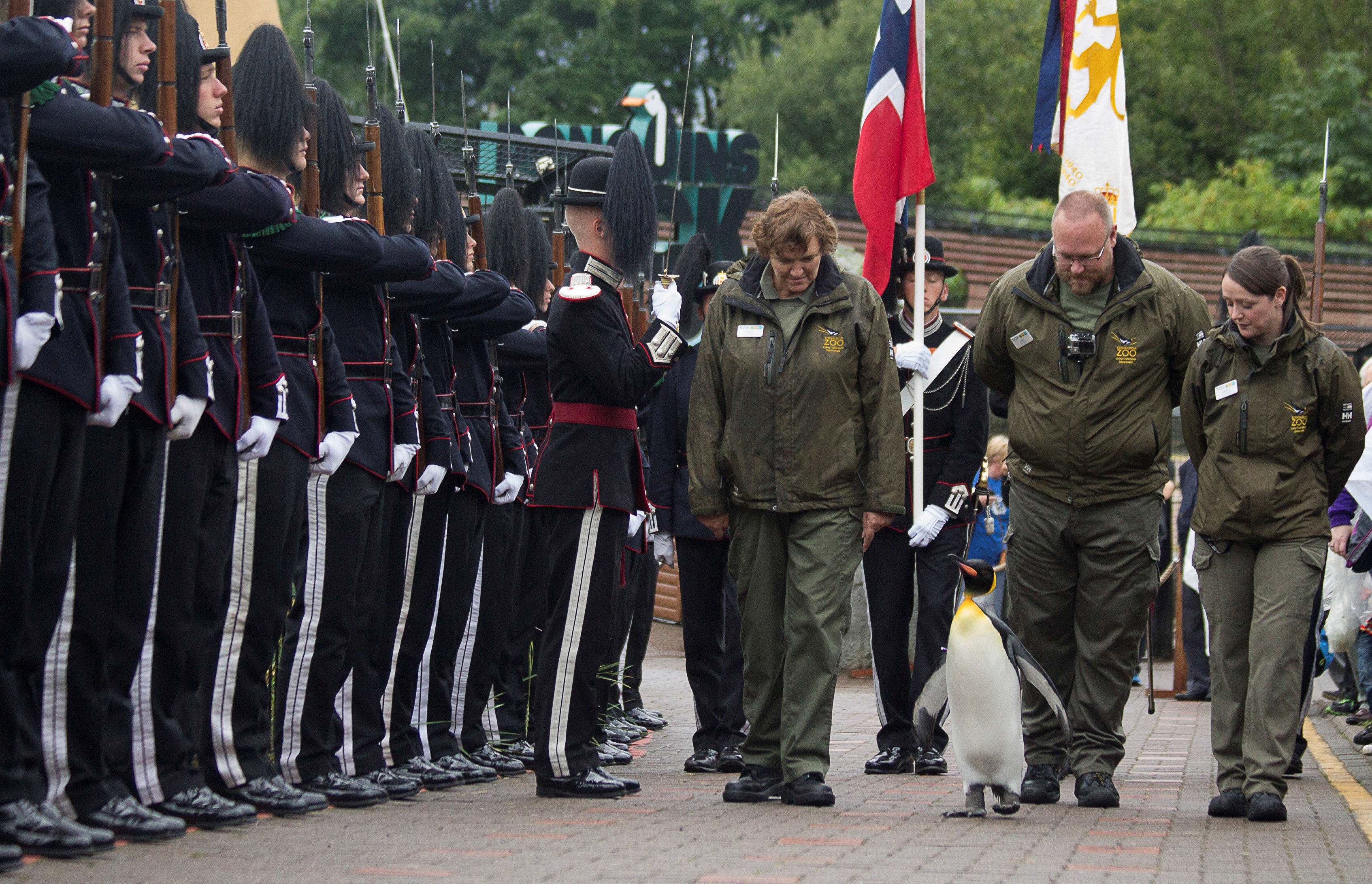 Chim canh cut duoc phong tuong tai Scotland hinh anh