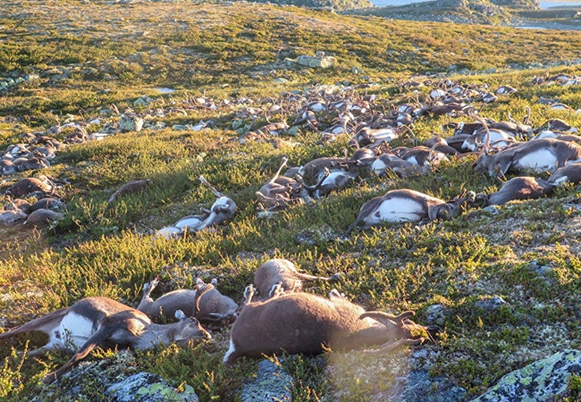 Hang tram con tuan loc bi set danh chet o Na Uy hinh anh