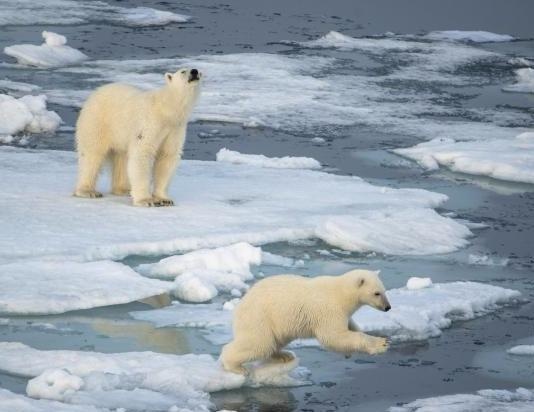 Cac nha khoa hoc Nga bi gau Bac cuc bao vay hinh anh