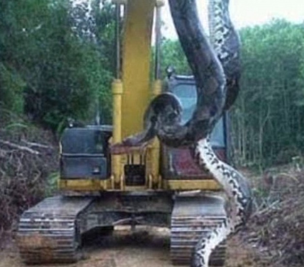 Phat hien con tran khong lo o Brazil hinh anh