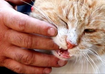 Nguoi dan ong o lai Aleppo cham soc 100 con meo hinh anh