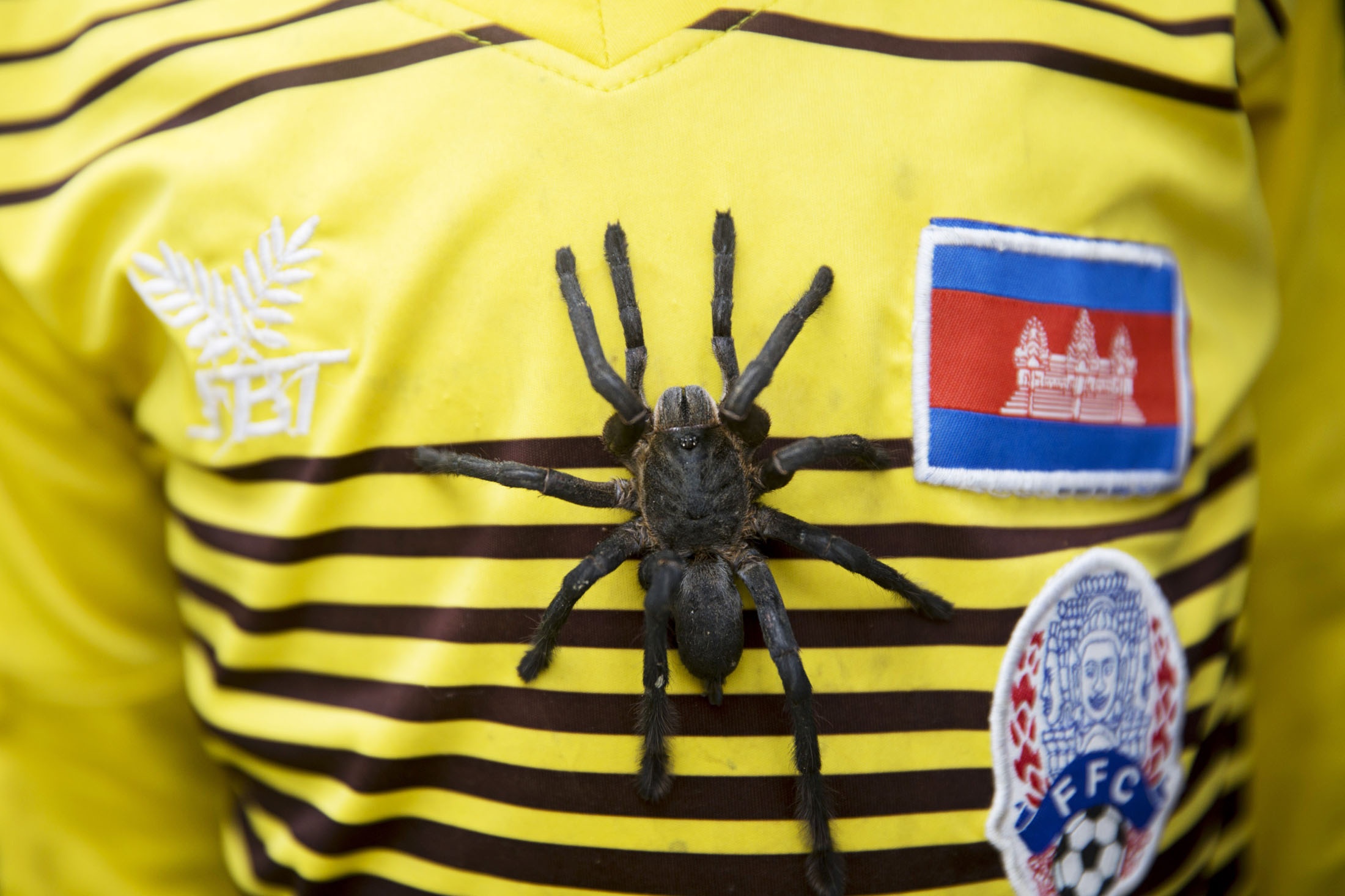 Nghề săn nhện vằn làm đặc sản ở Campuchia ảnh 2 Nghe san nhen van lam dac san o Campuchia anh 2