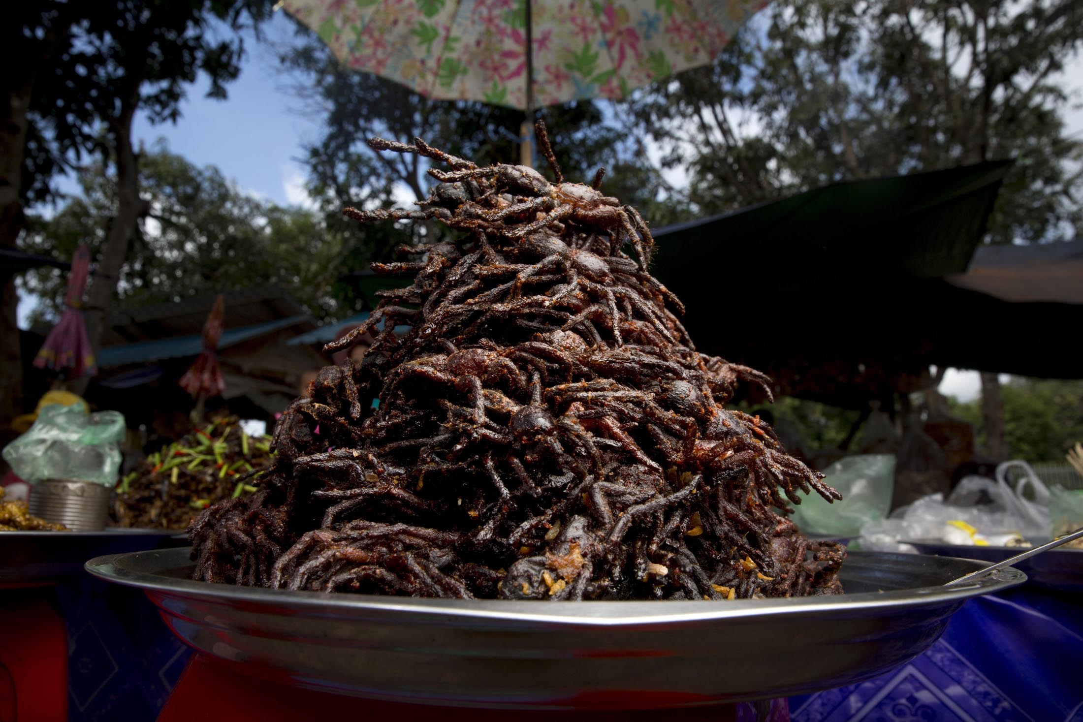 Nghề săn nhện vằn làm đặc sản ở Campuchia ảnh 14 Nghe san nhen van lam dac san o Campuchia anh 14