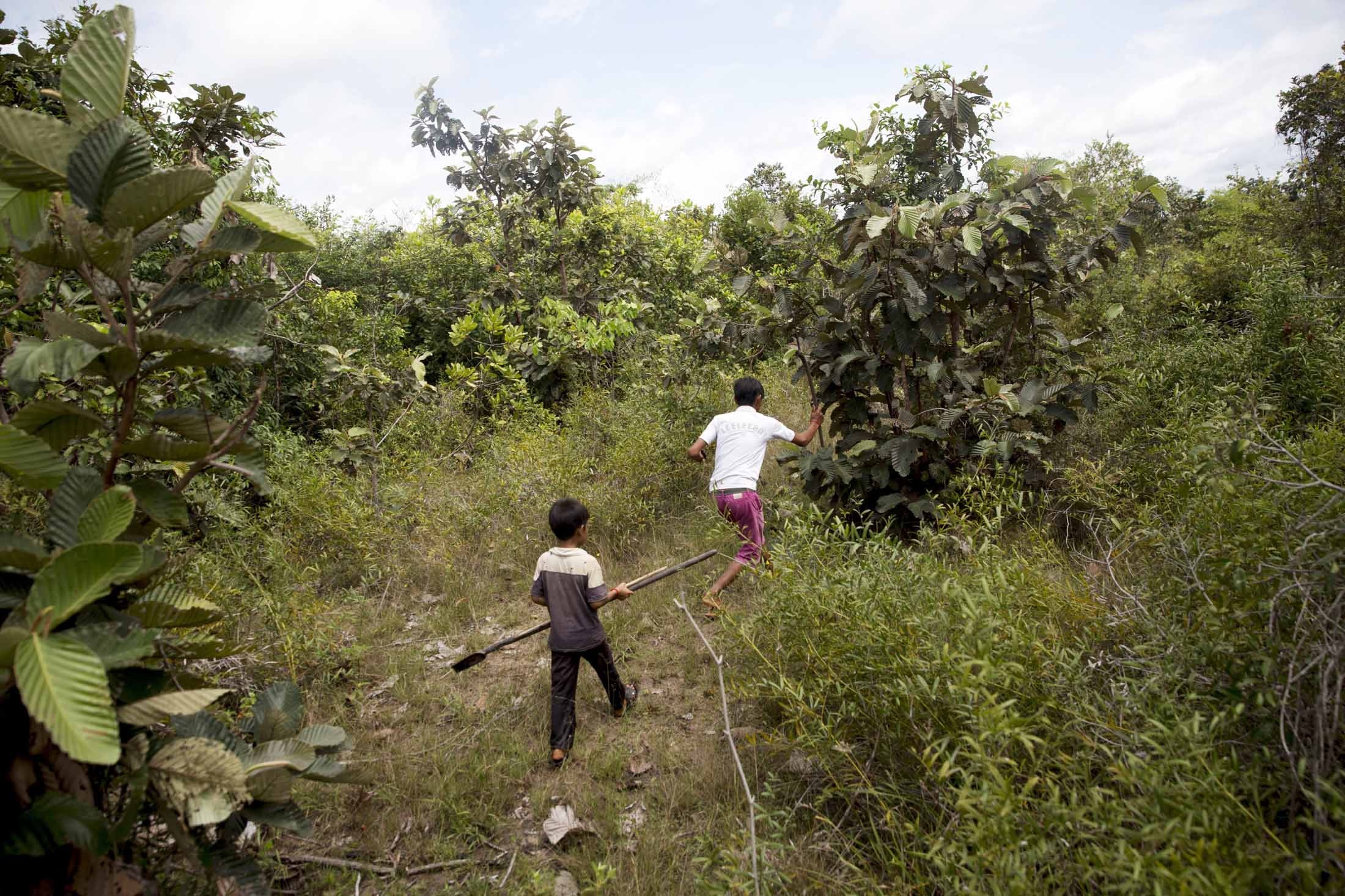 Nghề săn nhện vằn làm đặc sản ở Campuchia ảnh 3 Nghe san nhen van lam dac san o Campuchia anh 3