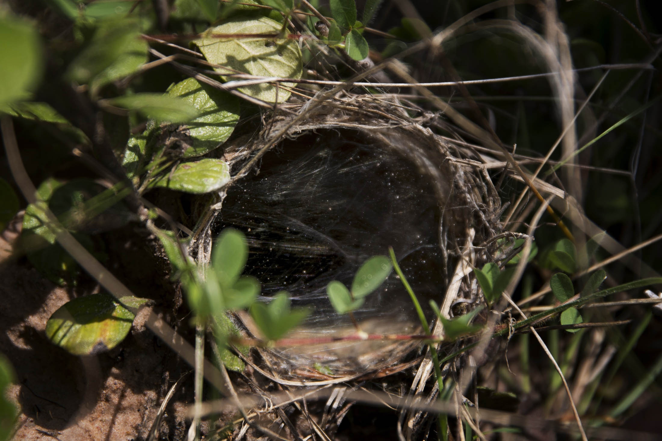 Nghề săn nhện vằn làm đặc sản ở Campuchia ảnh 4 Nghe san nhen van lam dac san o Campuchia anh 4