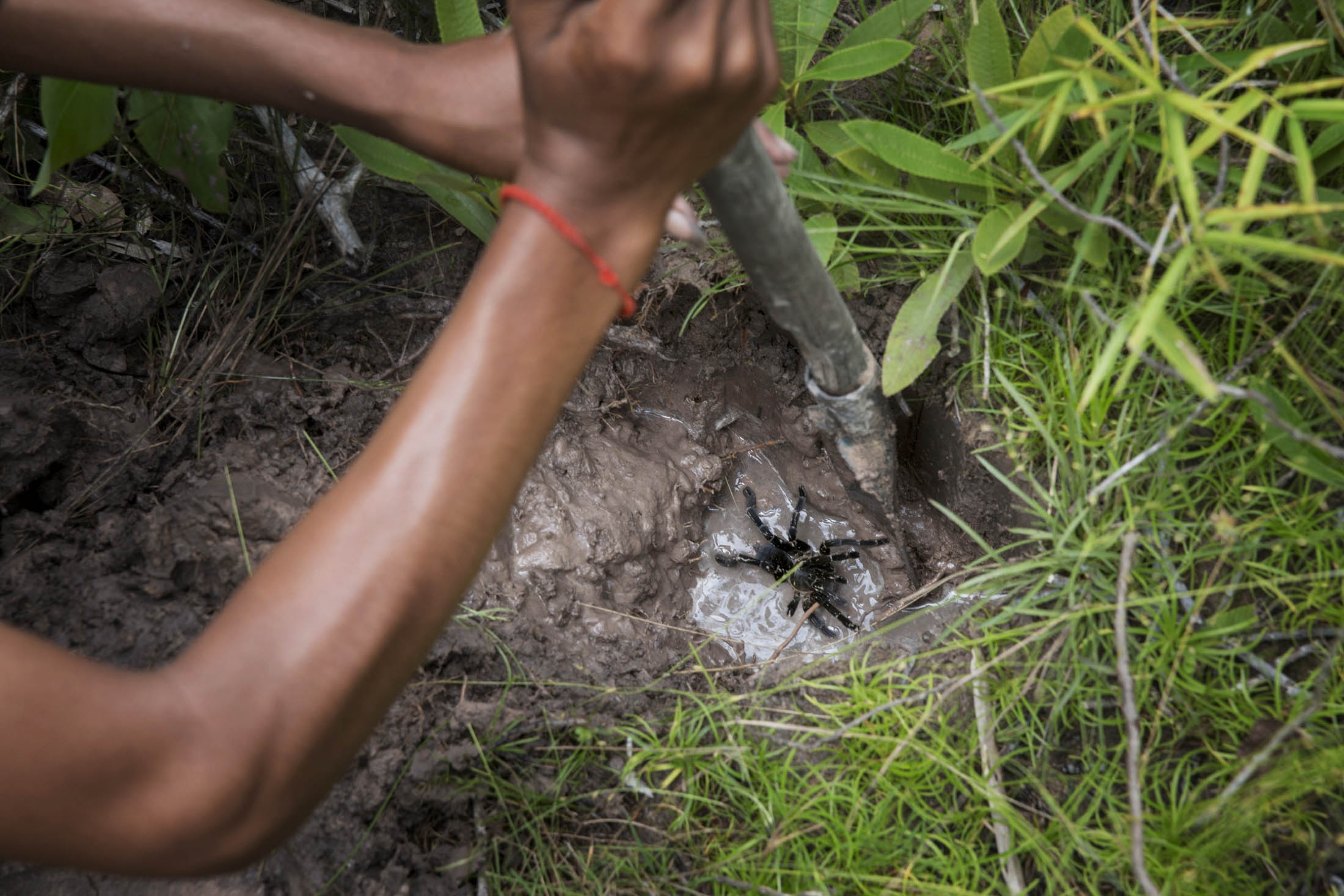 Nghề săn nhện vằn làm đặc sản ở Campuchia ảnh 5 Nghe san nhen van lam dac san o Campuchia anh 5