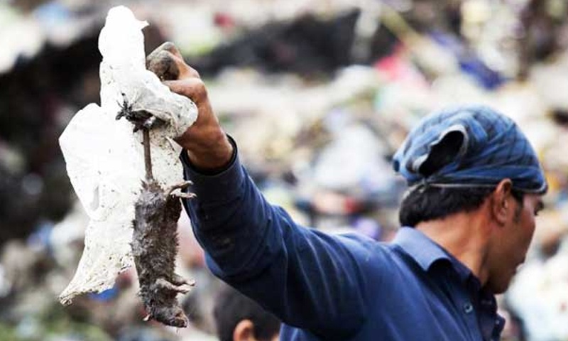 Indonesia: Bat mot con chuot, nhan gan 2 USD hinh anh