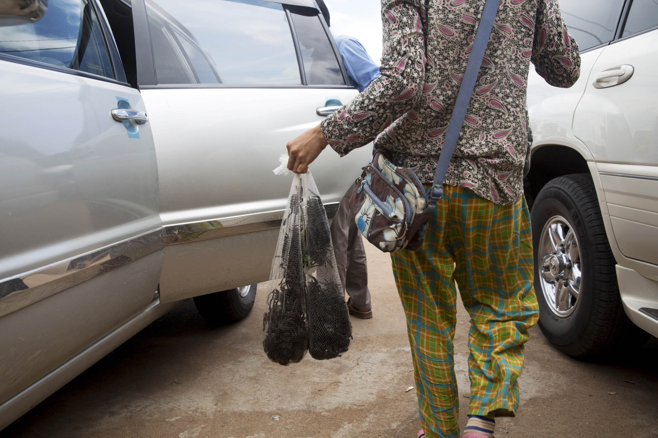 Nghề săn nhện vằn làm đặc sản ở Campuchia ảnh 12 Nghe san nhen van lam dac san o Campuchia anh 12