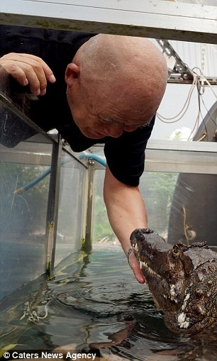 cụ ông nuôi cá sấu ở Nhật ảnh 7 cu ong nuoi ca sau o Nhat anh 7